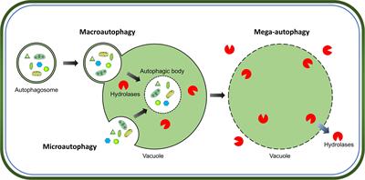 Multiple Functions of ATG8 Family Proteins in Plant Autophagy